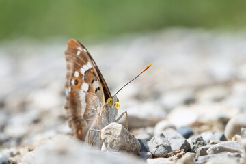 Lesser purple emperor butterfly (Apatura ilia) with rolled-up tongue (proboscis).