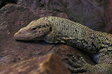 The lizard lies on a stone in the shade.