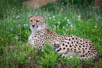 Fototapeta premium Cheetah walking in the savannah