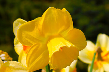 Beautiful yellow flowering daffodil in the park.