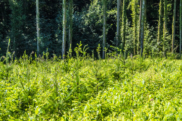 Wiederaufforstung durch Wiederbegr&uuml;nung im Mischwald