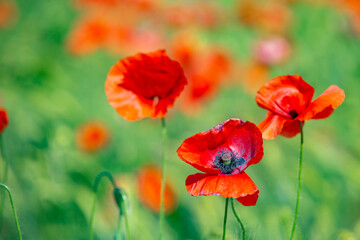 Three bright red open poppy flowers on a large field of poppies. Can see the stamens, a black pistil and a seeds box. Withering flowers and ripe seed. Blurred background. June, a hot afternoon outdoor