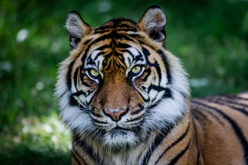 Foto op Canvas Sumatra tijger in de jungle © AB Photography