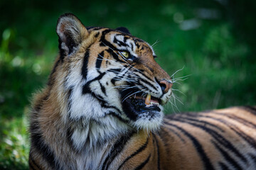 Fototapeta premium Sumatra tiger in the jungle