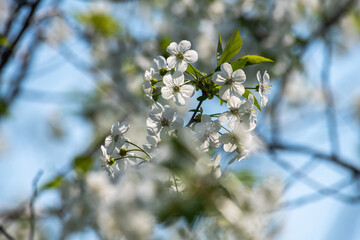 Nice white apricot spring flowers branch macro photography nature awakening