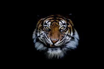 Zelfklevend Fotobehang Sumatra tiger with a black background © AB Photography