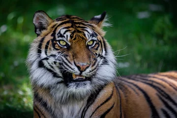 Zelfklevend Fotobehang Sumatra tiger in the jungle © AB Photography