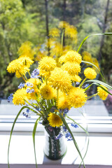 Beautiful bouquet of yellow dandelions in clay vase standing on windowsill by open window in countryside, close up