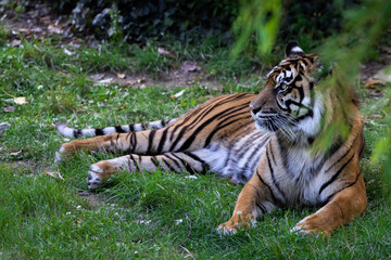 Naklejka na ściany i meble Sumatra tiger in the jungle