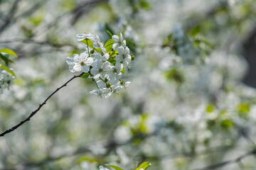 Nice white apricot spring flowers branch macro photography nature awakening