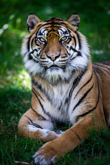 Sumatra tiger in the jungle