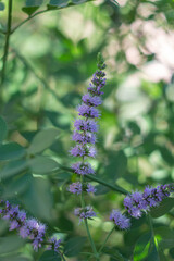 Italian Mint flower blooming,is a medicinal and ornamental plant ,Aromatic culinary herbs.Italy