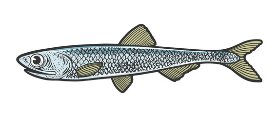 anchovy fish sketch raster illustration - obrazy, fototapety, plakaty