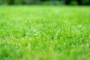 young green garden lawn close up