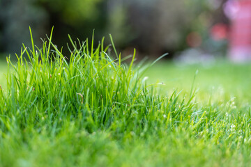 young green garden lawn close up