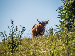 Schottische Hochland Rinder auf der Weide