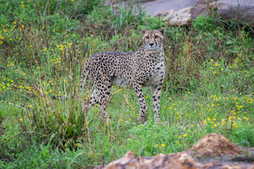 Fototapeta na wymiar Cheetah walking in the savannah