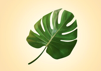3d green monstera leaf