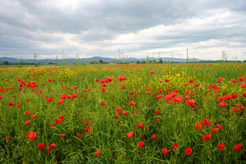 Rural landscape in Pavia province between Ticino and Po rivers. Poppies