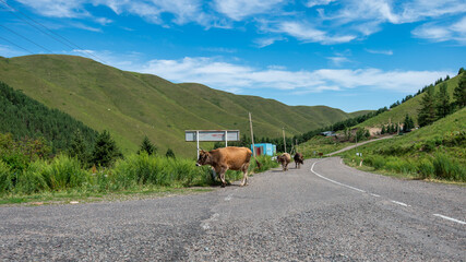 cows on the road