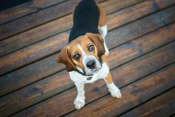 beagle dog sitting on a bench