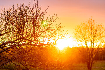 Fiery sunset against the background of spring tree branches, closeup
