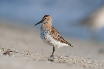 Dublin, (Calidris alpina) feeding on seaweed on the beach.