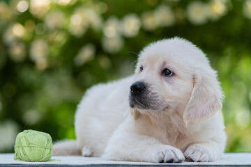 cute golden retriever puppy