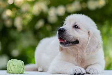 golden retriever puppy on grass