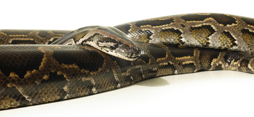 snake boa python skin texture