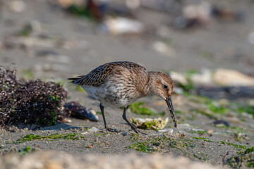 Dublin, (Calidris alpina) feeding on seaweed on the beach.