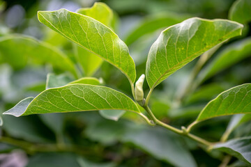 green leaves on a tree