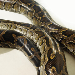 Obraz premium snake boa python skin texture