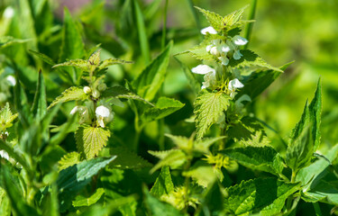 white nettle flowers on the spring lawn