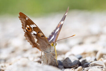 Lesser purple emperor butterfly (Apatura ilia), seeking for minerals with it's yellow enrolled tongue.