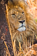 Lion, Panthera Leo, Nature Reserve, South Afica, Africa