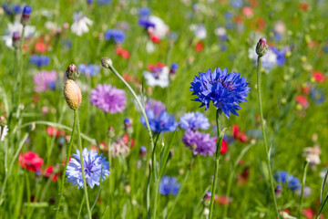 Cornflowers, poppies and crimson flax in a wildflower meadow