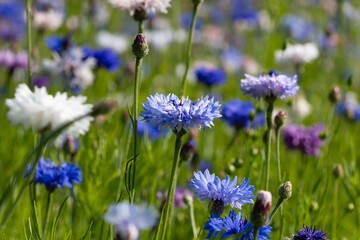 Blue, white and pink cornflowers in a wildflower meadow