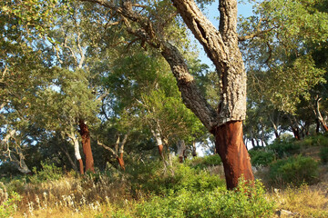 Cork Oak Forest, Quercus suber, Los Alcornocales Natural Park, Cadiz Province, Andalucia, Spain, Europe © Al Carrera