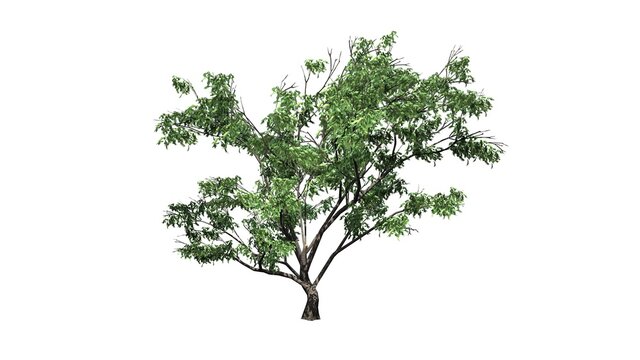 Hook Thorn tree - isolated on white background - 3D illustration