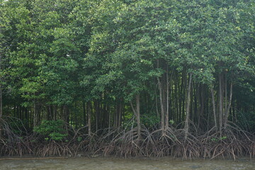 Sailing in the mangrove forest