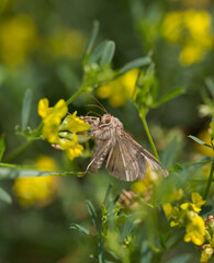 silver y moth on yellow plant with green background