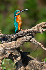 Kingfisher, Alcedo athis,Tajo River, Monfrague National Park, ZEPA, Biosphere Reserve, Caceres Province, Extremadura, Spain, Europe