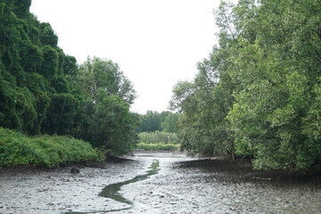 Sailing in the mangrove forest