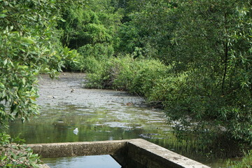Sailing in the mangrove forest