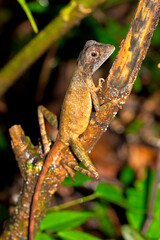 Brown-patched Kangaroo Lizard, Wiegmann's Agama, SriLankan Kangaroo Lizard, Otocryptis wiegmanni, Sinharaja National Park Rain Forest,  World Heritage Site, UNESCO, Biosphere Reserve, Sri Lanka, Asia