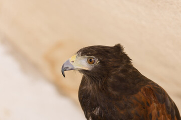 Fototapeta premium Harris's hawk (Parabuteo unicinctus) a bird of prey native to the Americas