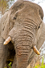 Elephant, Loxodonta africana, Kruger National Park, South Africa, Africa