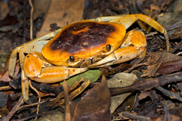 Naklejka premium Terrestrial Crab, Tropical Rainforest, Corcovado National Park, Osa Conservation Area, Osa Peninsula, Costa Rica, Central America, America