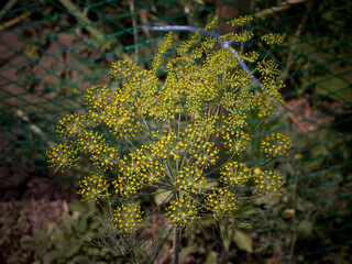 Dill (Anethum graveolens) is an annual herb in the celery family Apiaceae. It is the only species in the genus Anethum. Dill flowers, close-up.